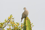 Image. Ring-necked Dove