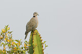 Image. Ring-necked Dove