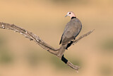 Image. Ring-necked Dove