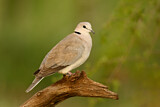Image. Ring-necked Dove