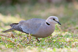 Image. Ring-necked Dove