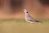 Image. Ring-necked Dove