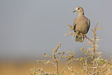 Image. Ring-necked Dove