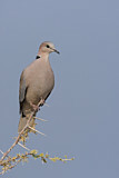 Image. Ring-necked Dove