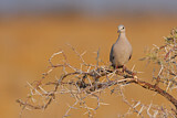 Image. Ring-necked Dove