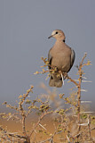 Image. Ring-necked Dove