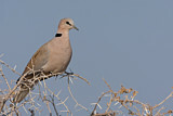 Image. Ring-necked Dove