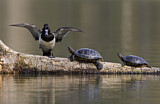 Image. Ring-necked Duck