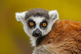 Image. Ring-tailed Lemur