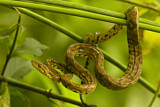 Image. Ringed Tree Boa