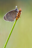Image. Ringlet