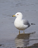 Image. Ringschnabelmöwe