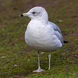 Image. Ringschnabelmöwe