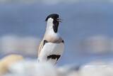 Image. River Lapwing