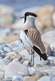 Image. River Lapwing