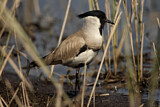 Image. River Lapwing