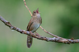 Image. River Warbler