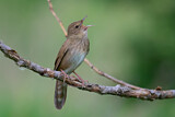 Image. River Warbler