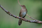 Image. River Warbler