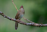 Image. River Warbler
