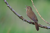 Image. River Warbler