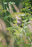 Image. River Warbler