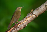 Image. River Warbler
