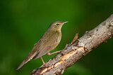 Image. River Warbler