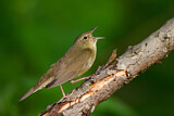 Image. River Warbler