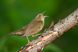 Image. River Warbler