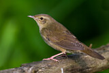 Image. River Warbler