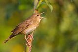 Image. River Warbler