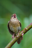 Image. River Warbler