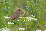 Image. River Warbler