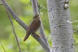Image. River Warbler