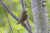 Image. River Warbler
