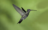 Image. Rivoli's Hummingbird