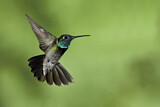 Image. Rivoli's Hummingbird