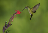 Image. Rivoli's Hummingbird