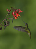 Image. Rivoli's Hummingbird