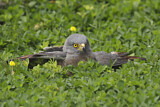 Image. Roadside Hawk