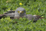 Image. Roadside Hawk