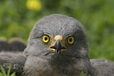 Image. Roadside Hawk