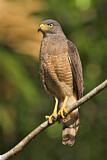 Image. Roadside Hawk