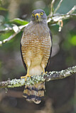 Image. Roadside Hawk