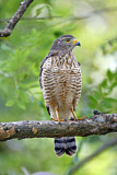 Image. Roadside Hawk