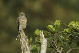 Image. Roadside Hawk