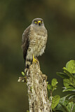 Image. Roadside Hawk