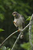 Image. Roadside Hawk