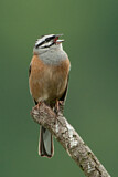 Image. Rock Bunting